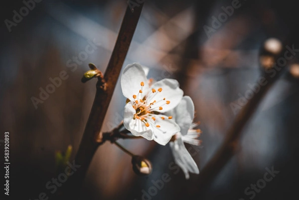 Obraz Macroaufnahme von einer Blume mit Wassertropfen nach einem Regenschauer im Frühling	