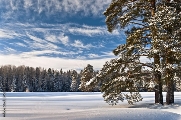 Obraz Marvelous winter sky and forest