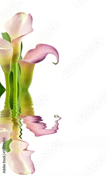 Obraz Kalie na białym tle