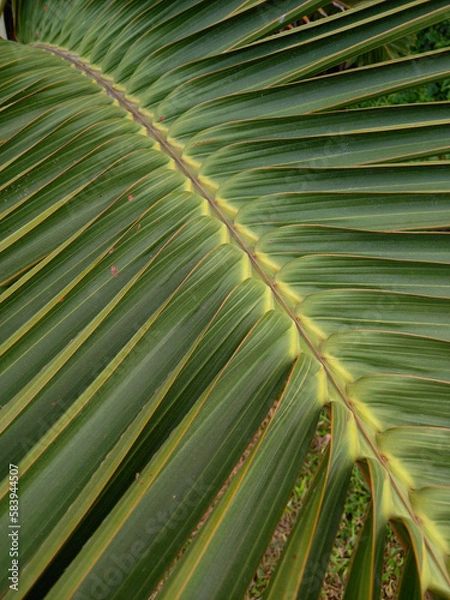 Fototapeta Coconut palm tree leaf as a background 