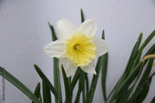 Obraz daffodils in spring