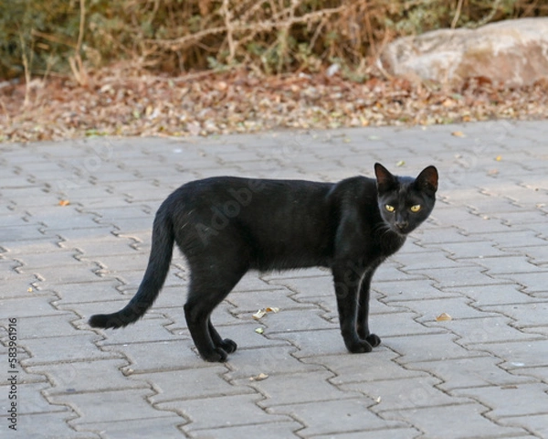 Obraz cat