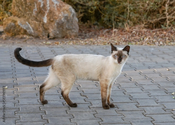 Obraz cat