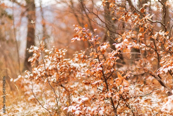 Fototapeta forêt automnale 