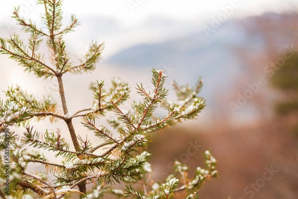 Fototapeta forêt automnale 