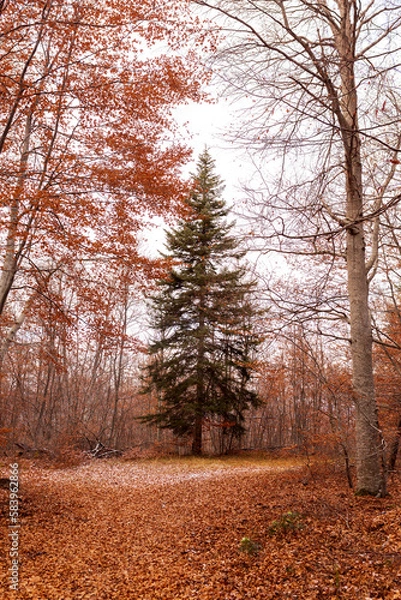 Fototapeta forêt automnale 