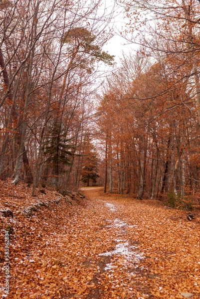 Fototapeta forêt automnale 