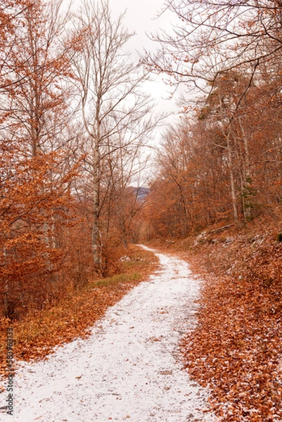 Fototapeta forêt automnale 