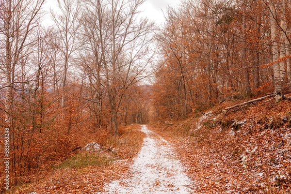 Fototapeta forêt automnale 