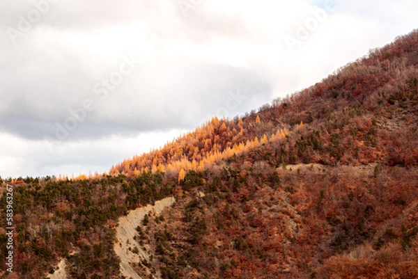 Fototapeta forêt automnale 