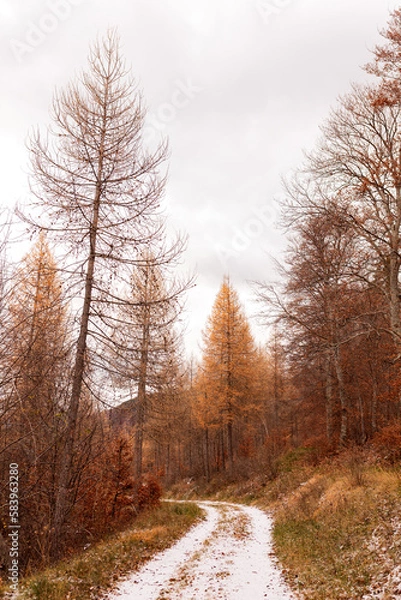 Fototapeta forêt automnale 