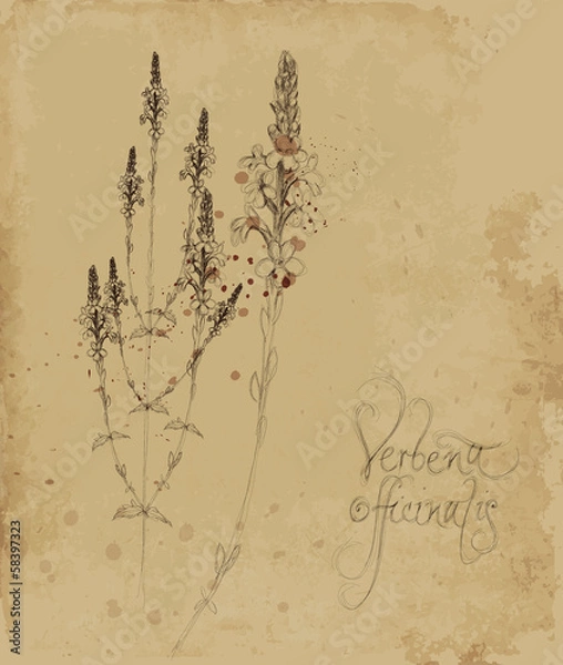 Fototapeta Verbena officinalis / Vintage card with sketch of magical herb
