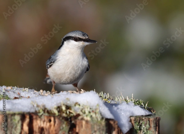 Fototapeta nuthatch