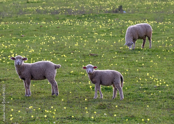 Obraz sheep