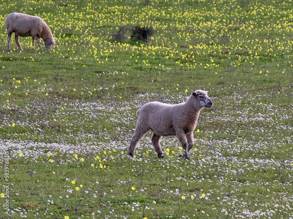 Obraz sheep