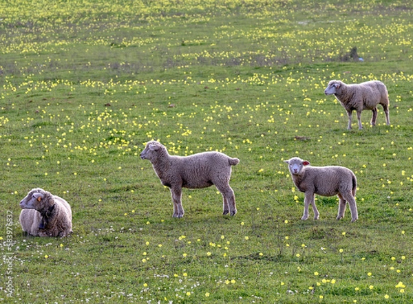 Obraz sheep