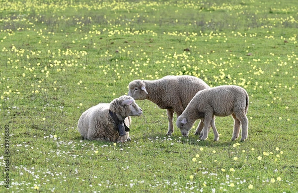 Obraz sheep