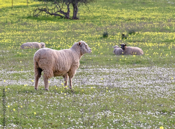 Obraz sheep