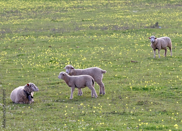 Obraz sheep