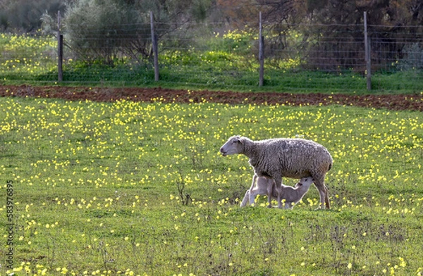 Obraz sheep