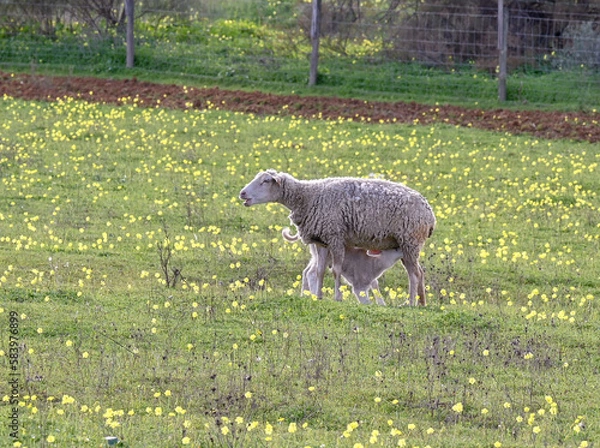 Obraz sheep