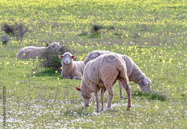 Obraz sheep
