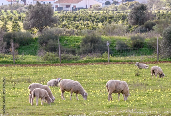 Obraz sheep