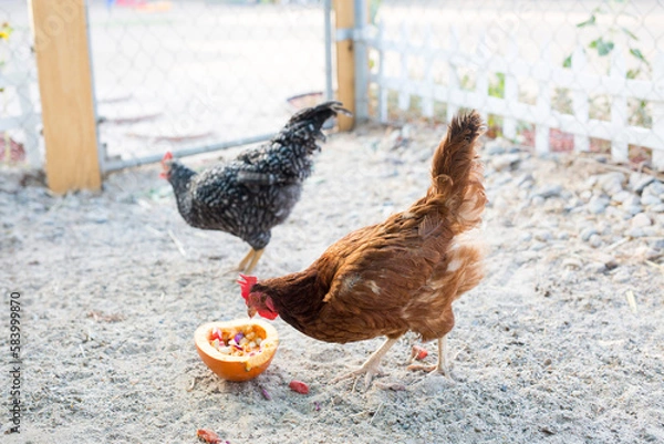 Obraz backyard chicken coop