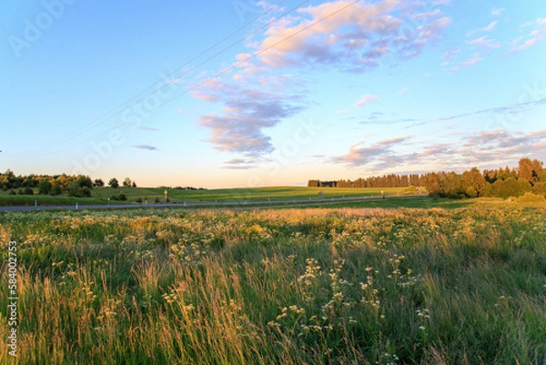 Obraz Flowers, sun and meadow in Jarva County, Estonia