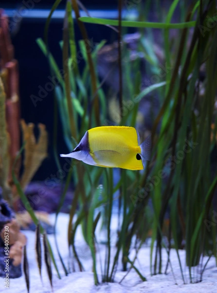 Obraz yellow fish in aquarium
