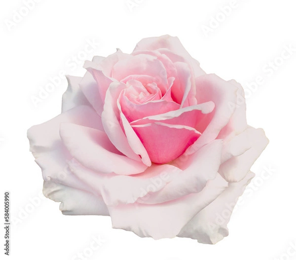 Obraz Fresh beautiful pink rose isolated on a transparent background. Detail for creating a collage