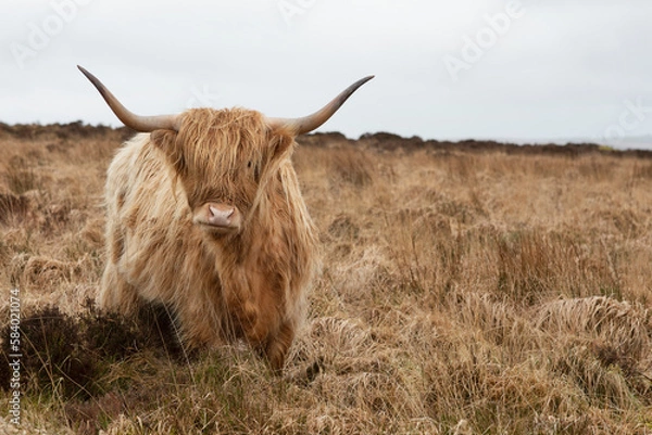 Obraz Highland cattle cow  with large horns on barren moorland 