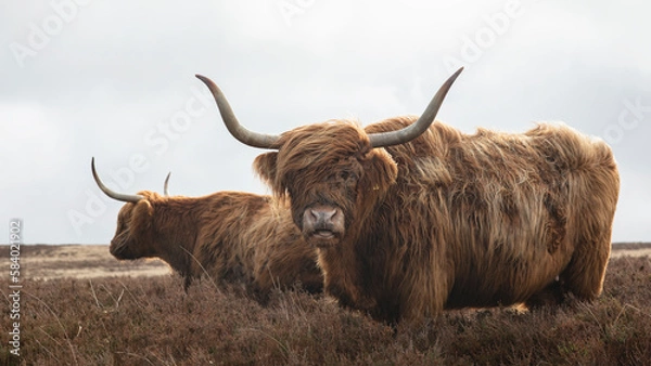 Obraz Two Highland cattle cows  with large horns on barren moorland 