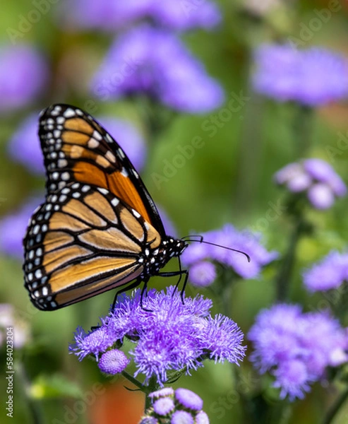 Obraz Monarch butterfly on purple flowers.