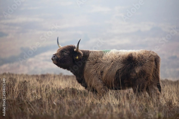 Obraz Highland cattle cow  with large horns on barren moorland 