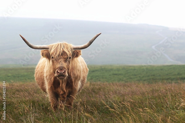 Obraz Highland cattle cow  with large horns on barren moorland 