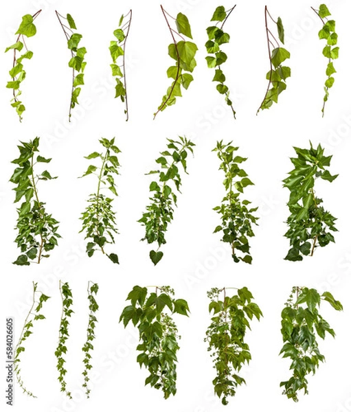 Fototapeta set of ivy and vine plants isolated on transparent background - png - image compositing footage - alpha channel - jungle, forest, wood, leaves