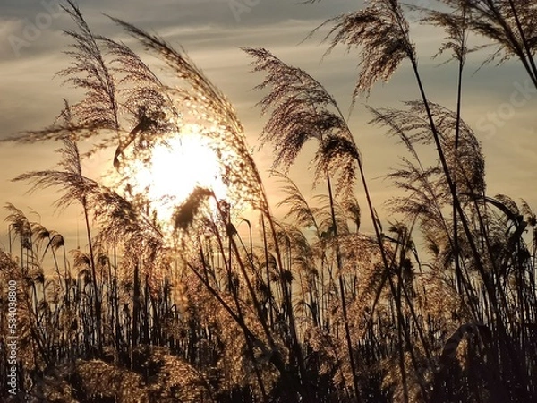 Obraz wheat field at sunset