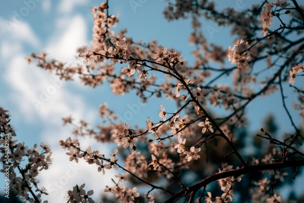 Obraz branches of a tree