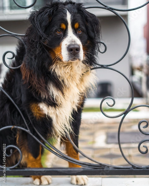 Obraz bernese mountain dog