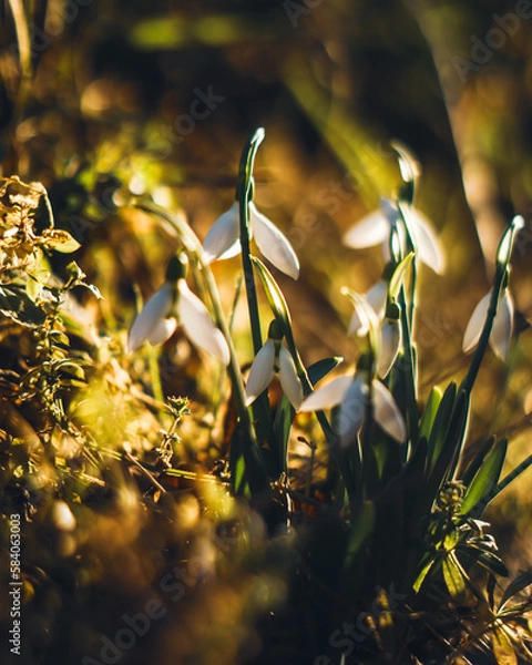 Obraz flower snowdrops
