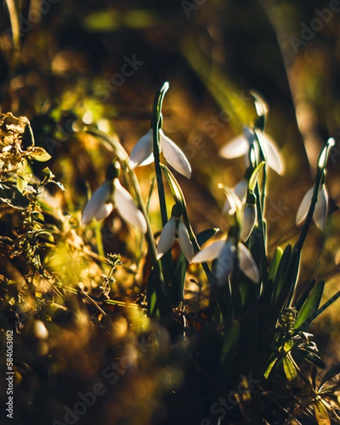 Obraz flower snowdrops