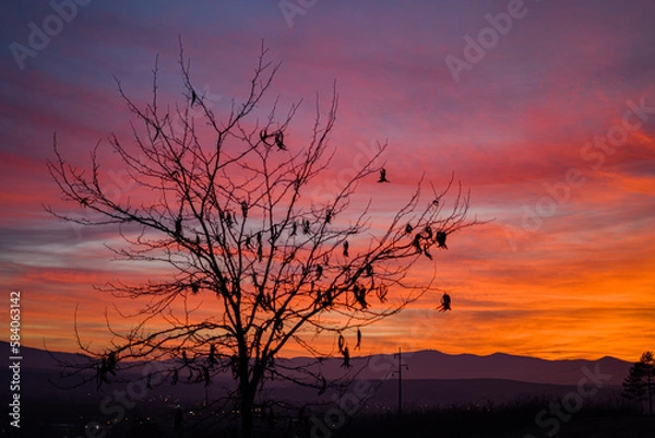 Obraz sunset in the forest