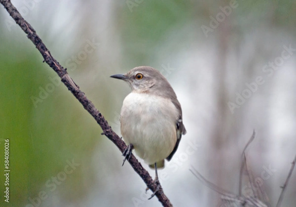 Fototapeta Mockingbird Resting on Tree Branch