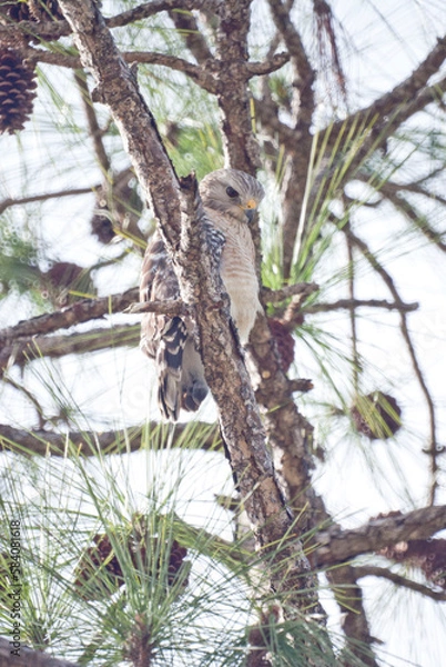 Fototapeta Red-Shouldered Hawk Resting in a Tree