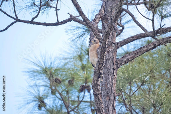 Fototapeta Red-Shouldered Hawk Resting in a Tree