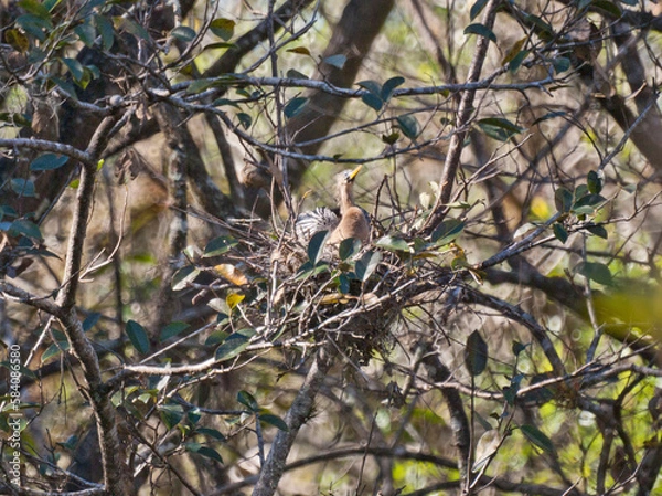 Fototapeta Anhinga Nesting Off in the Distance in a Tree