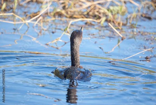 Fototapeta Double-Crested Cormerant Looking Off into the Distance