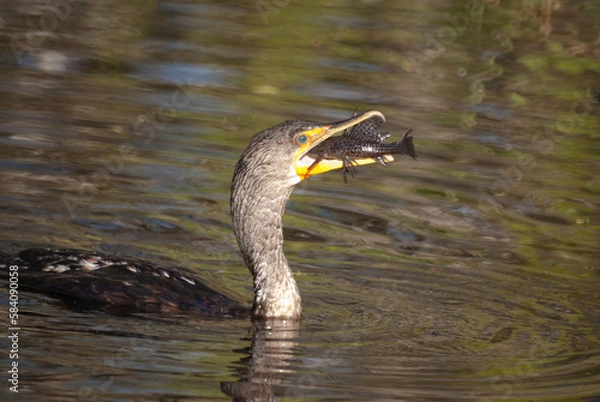 Obraz Double-Creasted Cormorant Eating a Fish