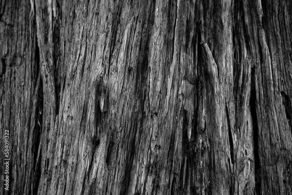 Fototapeta black and white old damaged weathered bark on tree